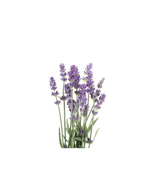 Lawenda BIO 50g
