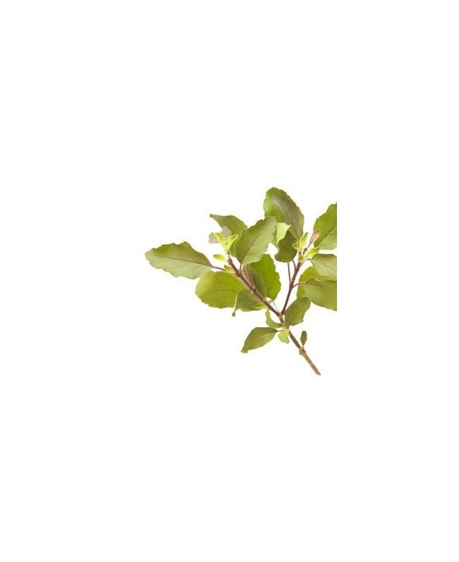 Tulsi - indyjska bazylia 15g