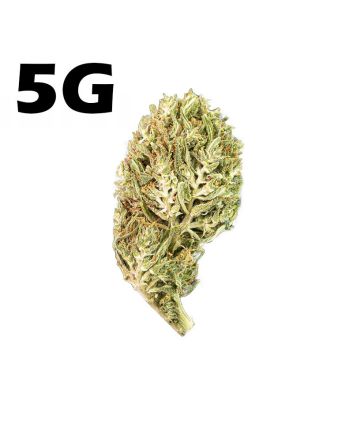 Susz Konopny CBD Jack Herer <7% - 5g