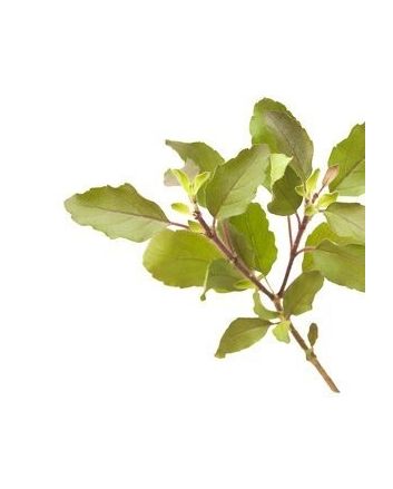 Tulsi - indyjska bazylia 15g