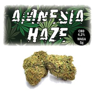 Susz konopny CBD 4,2% Amnesia Haze 5g