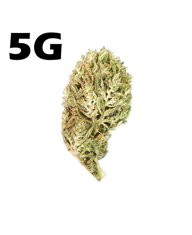 Susz Konopny CBD Jack Herer <7% - 5g